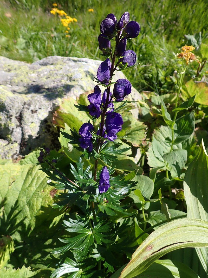 Aconitum firmum nothosubsp. fussianum photo 8