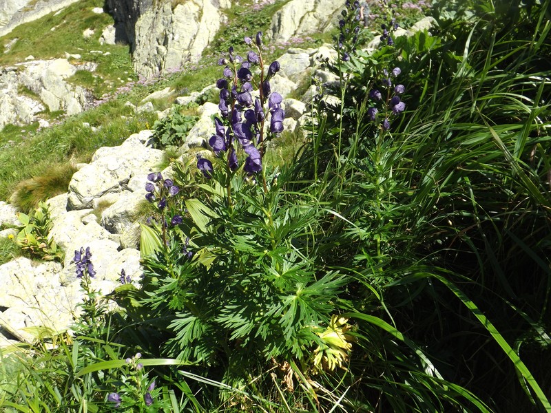 Aconitum firmum subsp. firmum