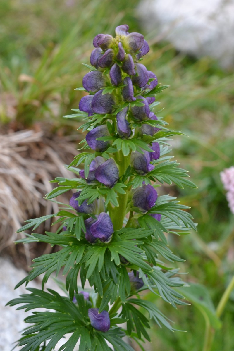 Aconitum firmum subsp. firmum photo 2