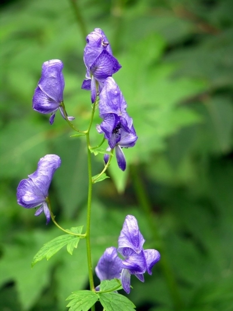 Fischer Monkshood photo 2