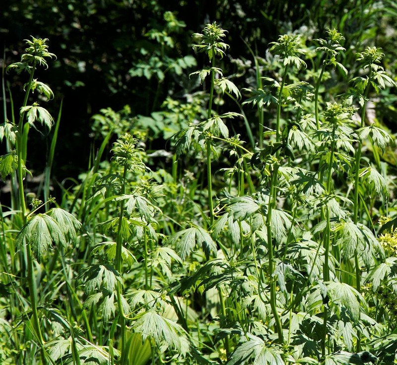 Fischer Monkshood photo 4