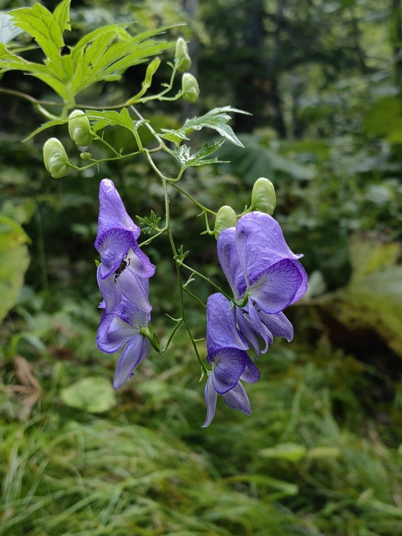 Fischer Monkshood photo 5