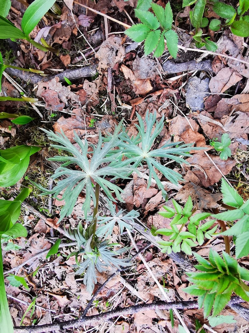 Fischer Monkshood photo 6