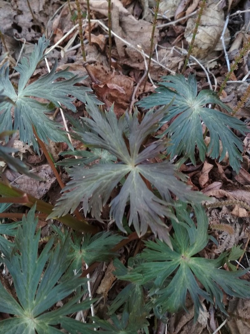 Fischer Monkshood photo 7