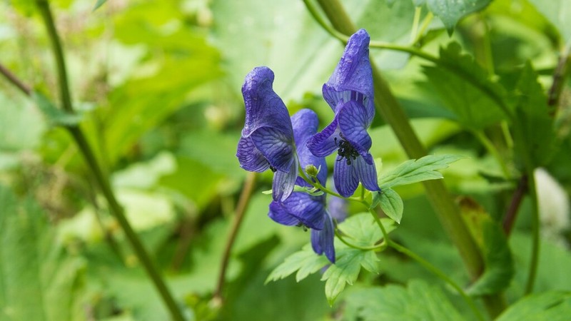 Fischer Monkshood photo 8