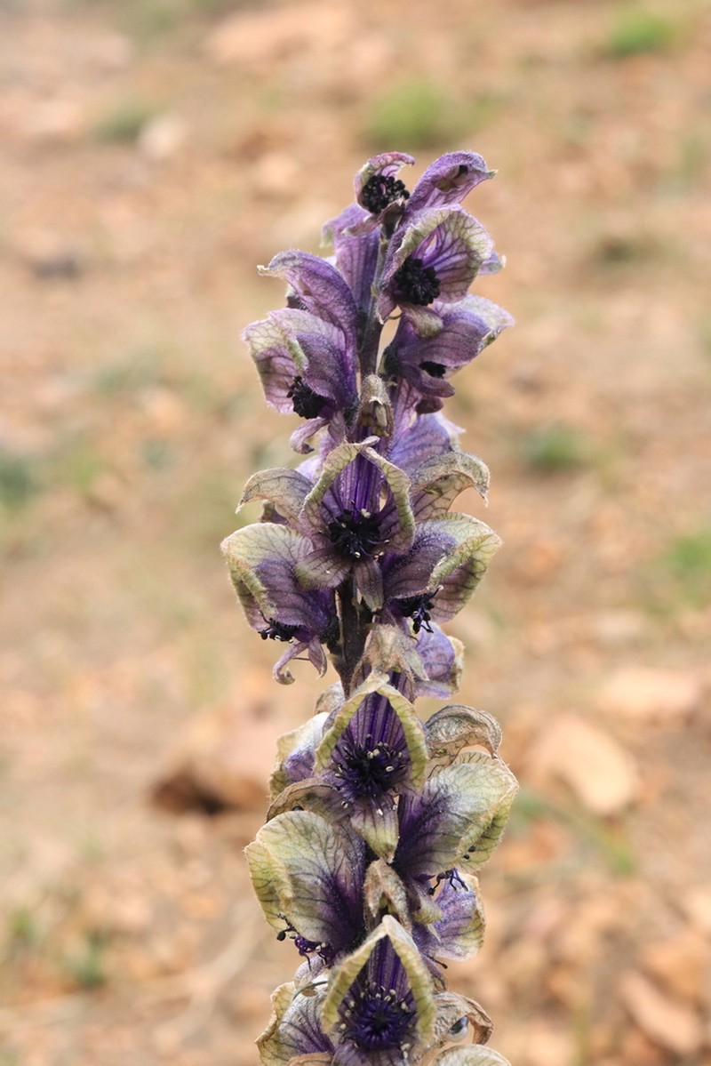 Aconitum flavum