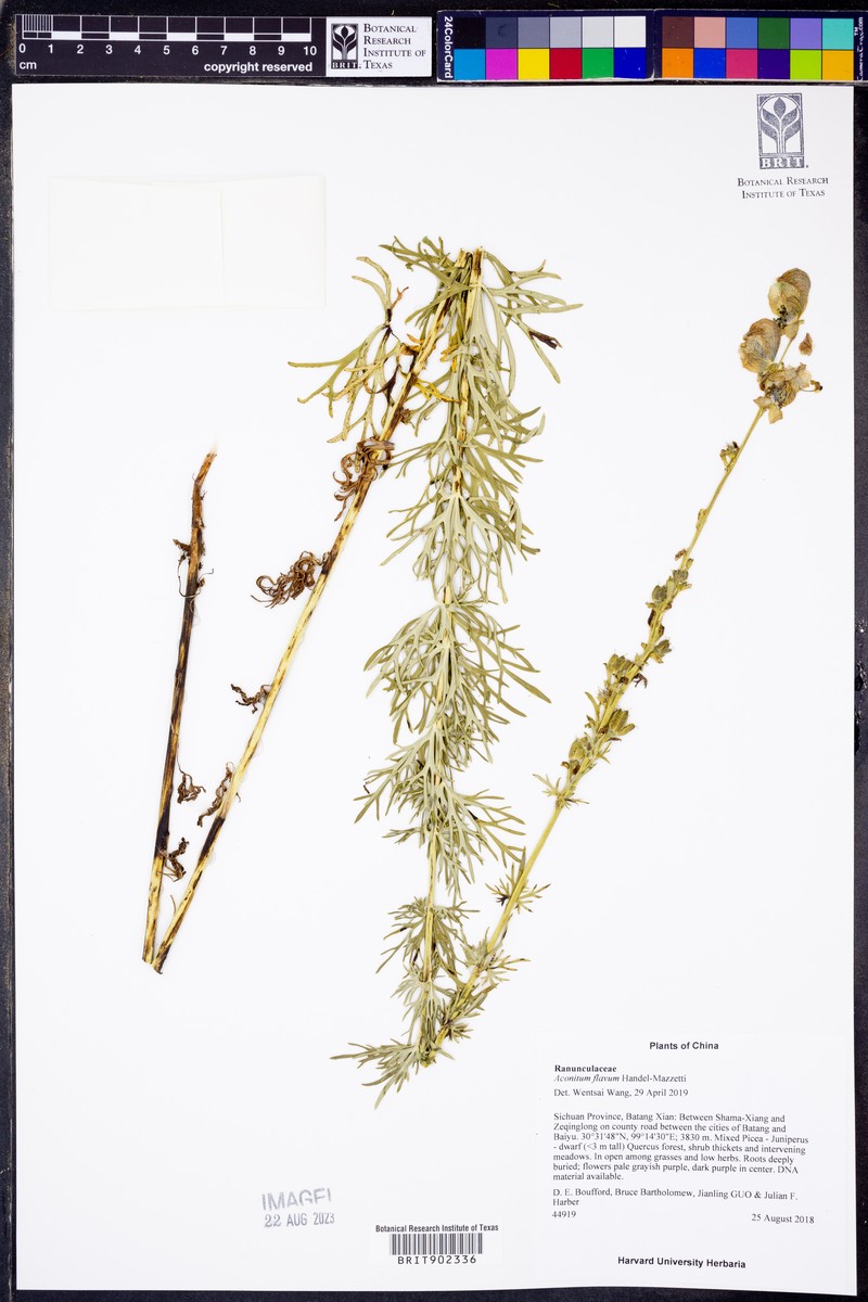 Aconitum flavum photo 2