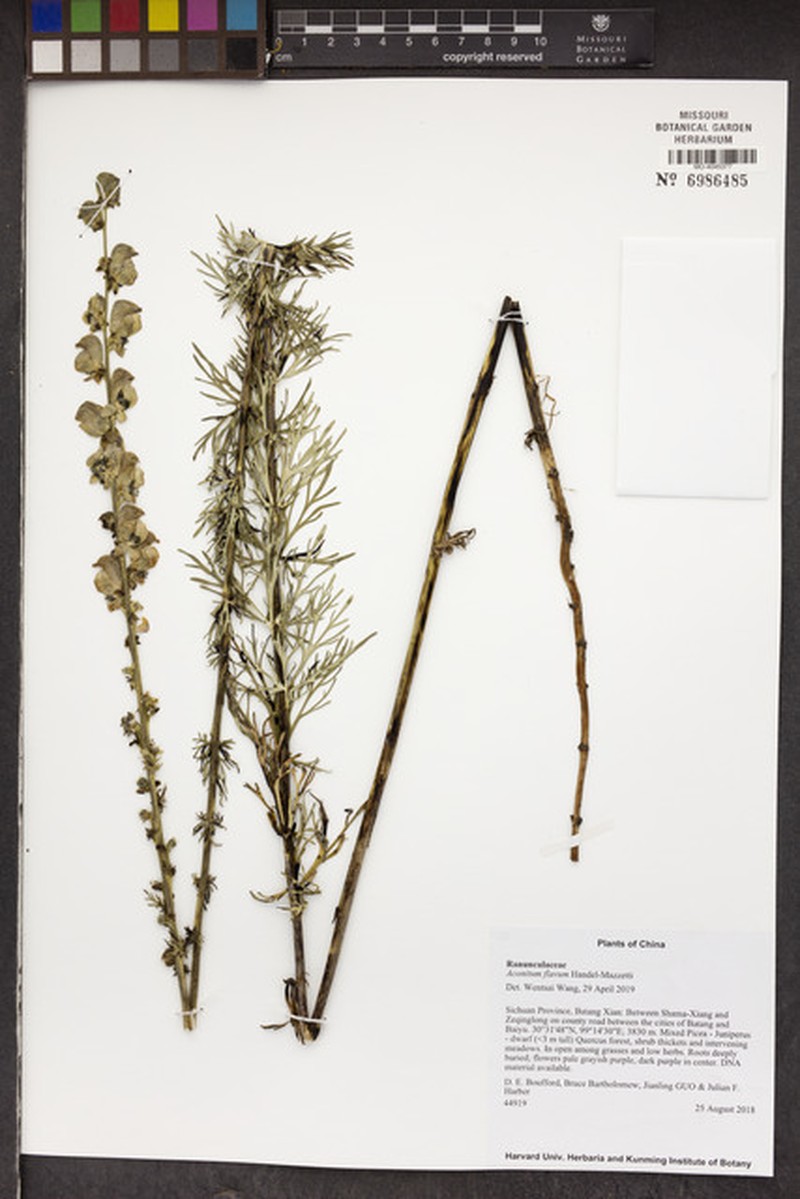 Aconitum flavum photo 3