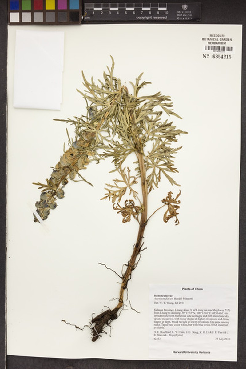 Aconitum flavum photo 4