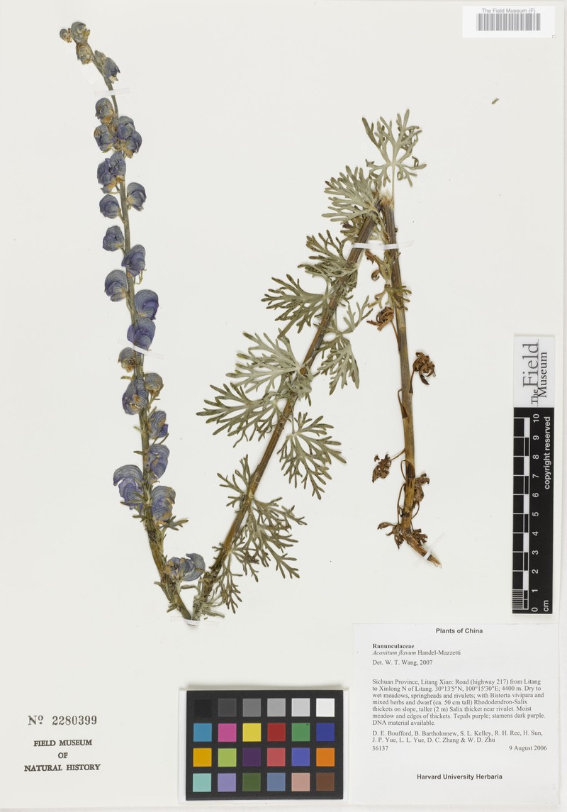 Aconitum flavum photo 5