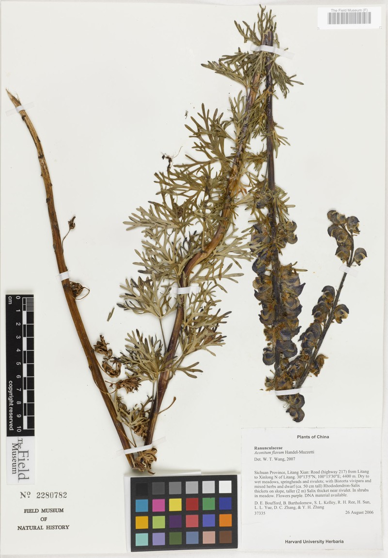 Aconitum flavum photo 6