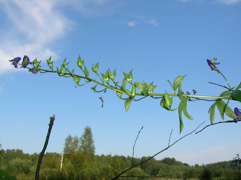 Aconitum flerovii