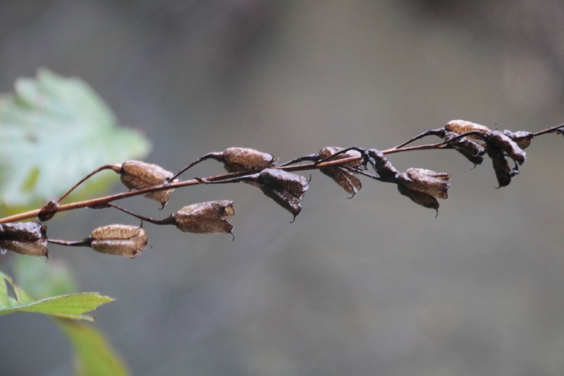 Aconitum flerovii photo 2