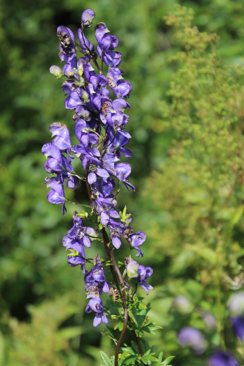 Aconitum flerovii photo 3