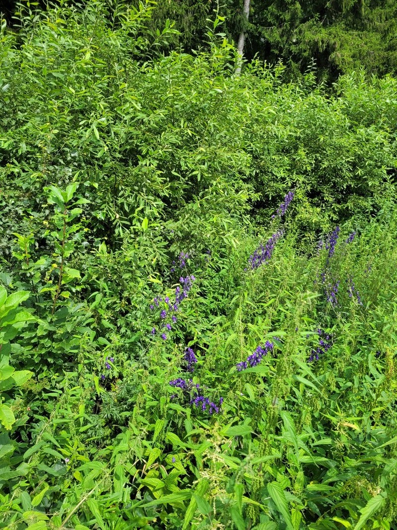 Aconitum flerovii photo 4