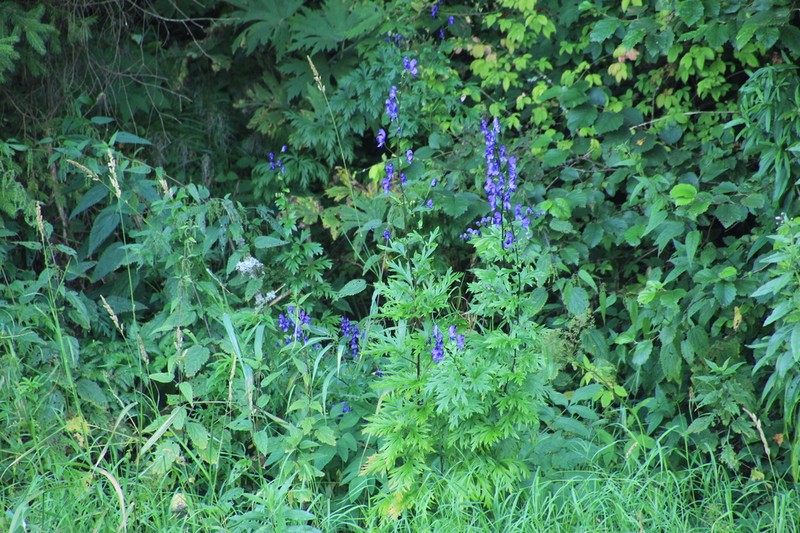 Aconitum flerovii photo 5