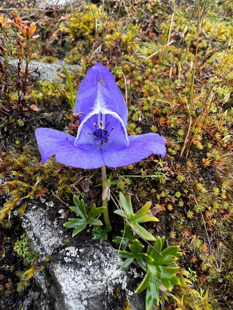 Aconitum fletcherianum