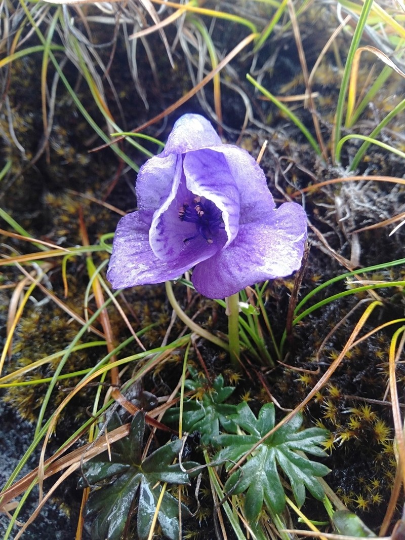 Aconitum fletcherianum photo 2
