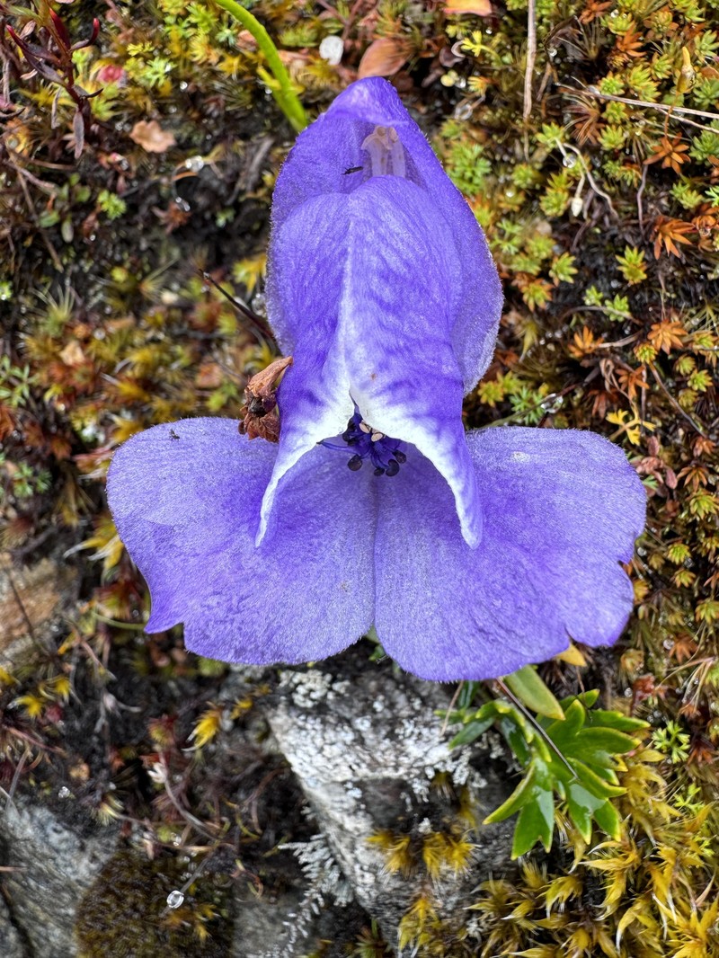 Aconitum fletcherianum photo 3