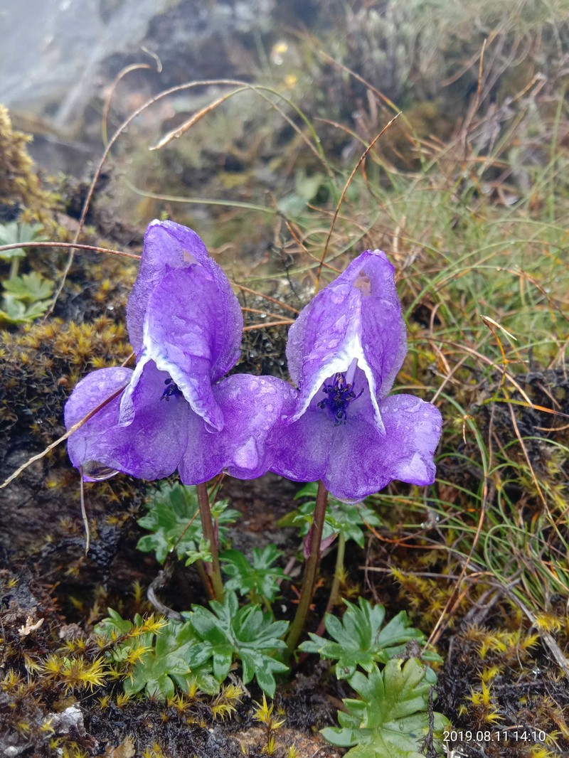 Aconitum fletcherianum photo 5