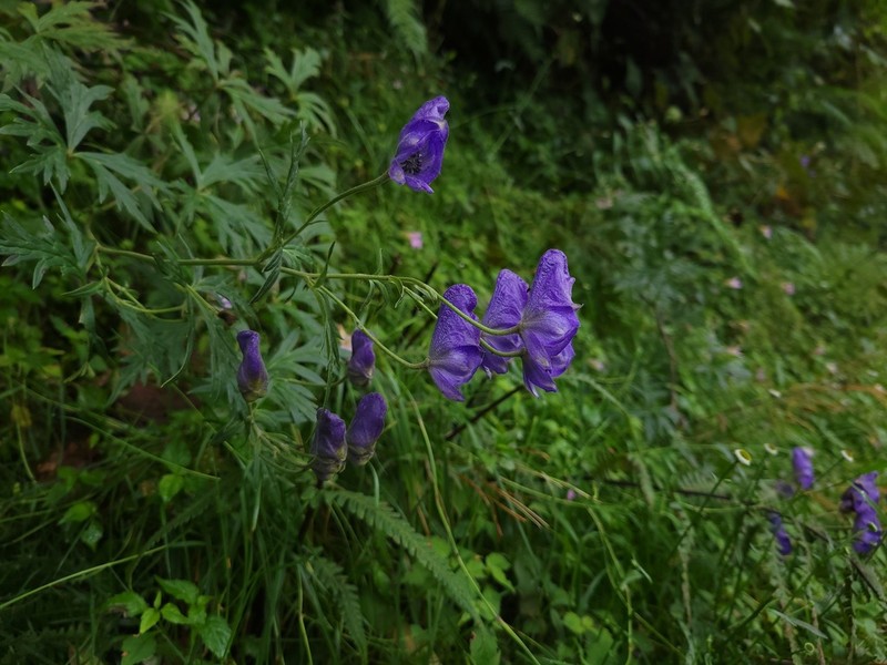 Aconitum formosanum photo 2