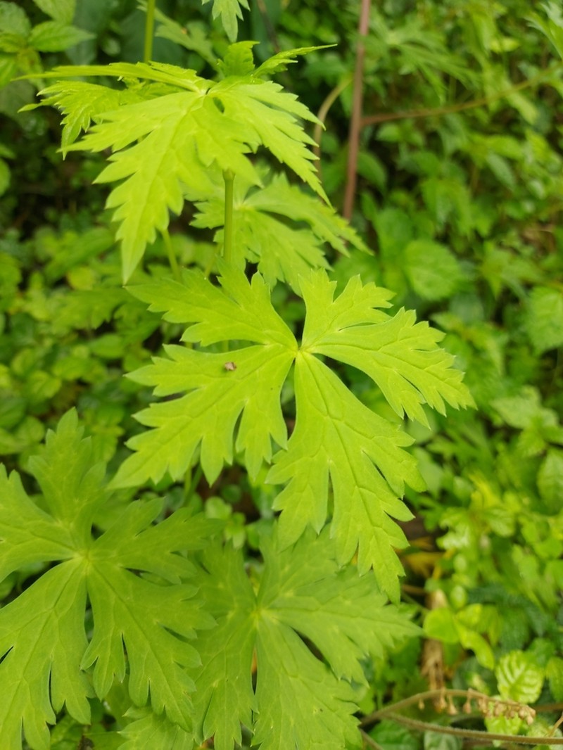 Aconitum formosanum photo 3