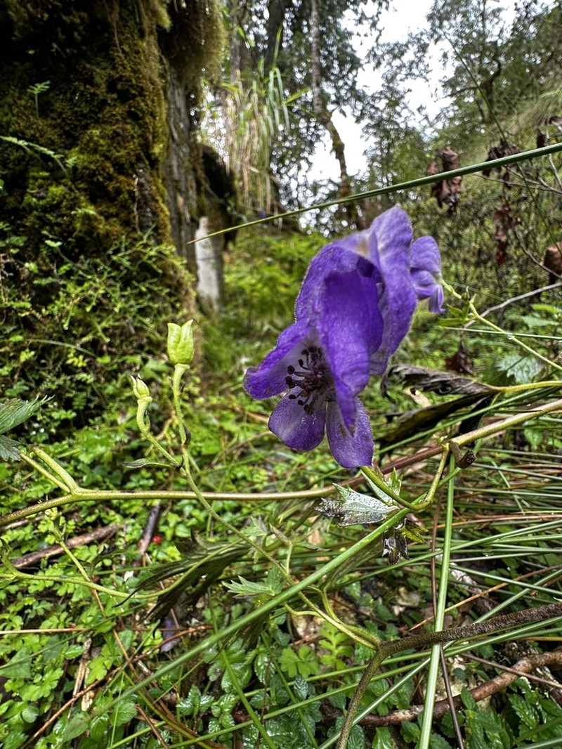 Aconitum formosanum photo 4