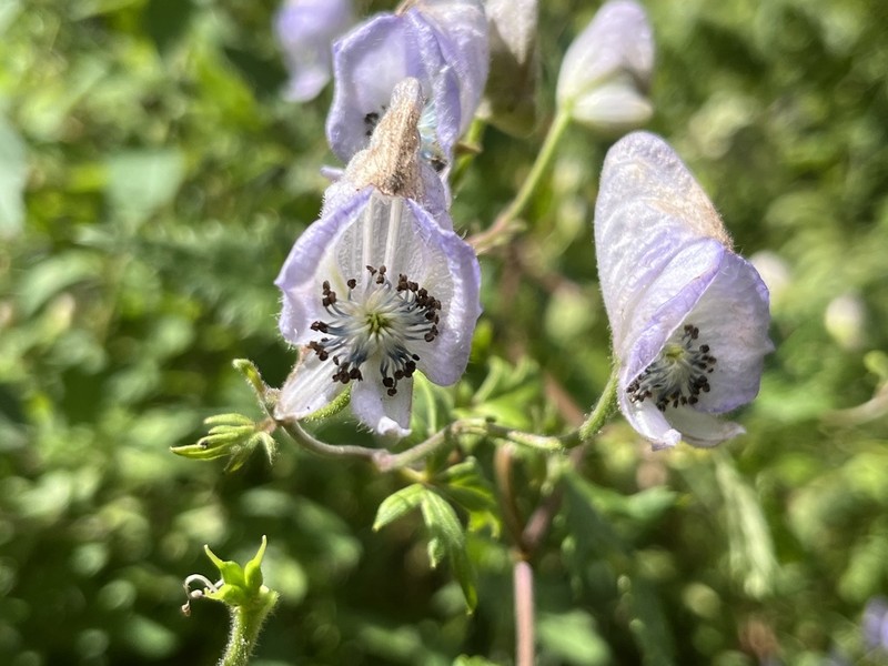Aconitum formosanum photo 5