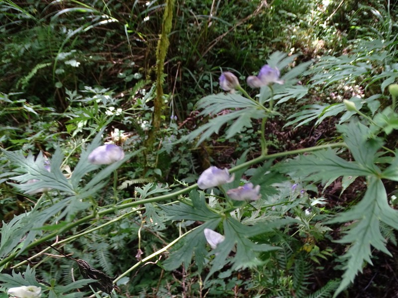 Aconitum formosanum photo 6