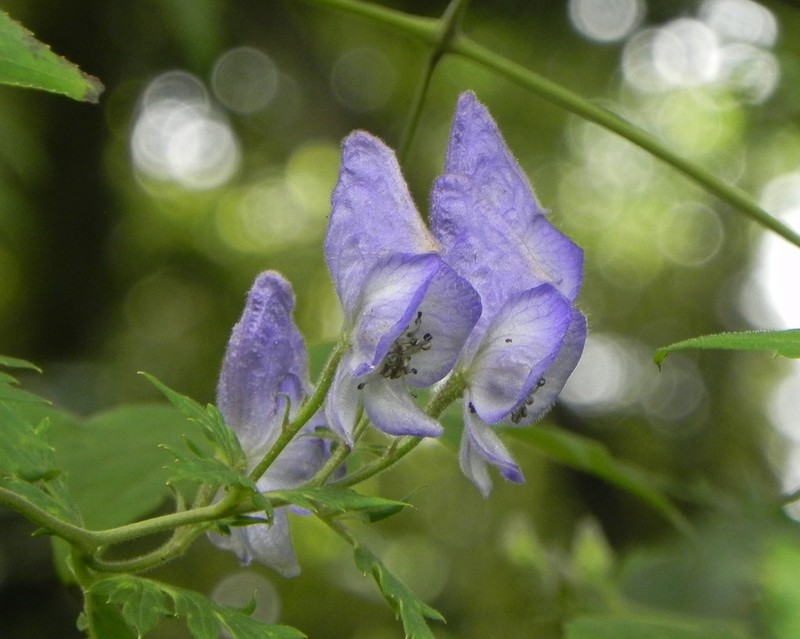 Aconitum formosanum photo 7