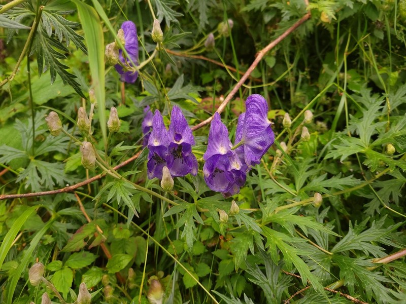 Aconitum formosanum photo 8