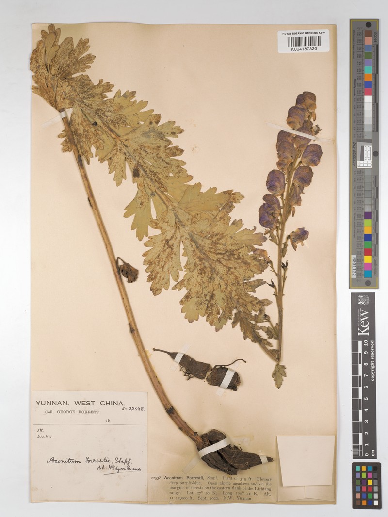 Aconitum forrestii