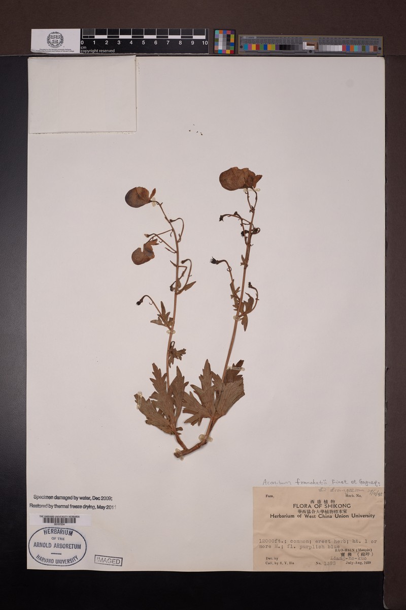 Aconitum franchetii