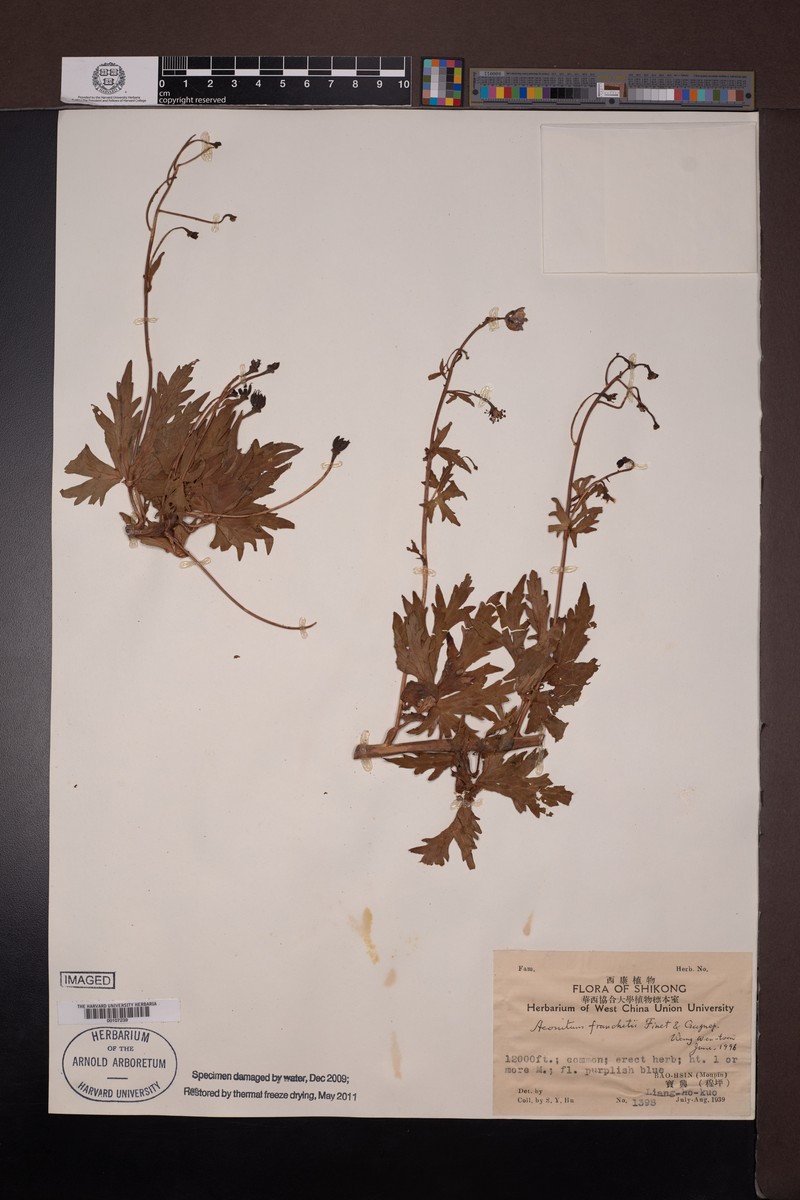 Aconitum franchetii photo 2