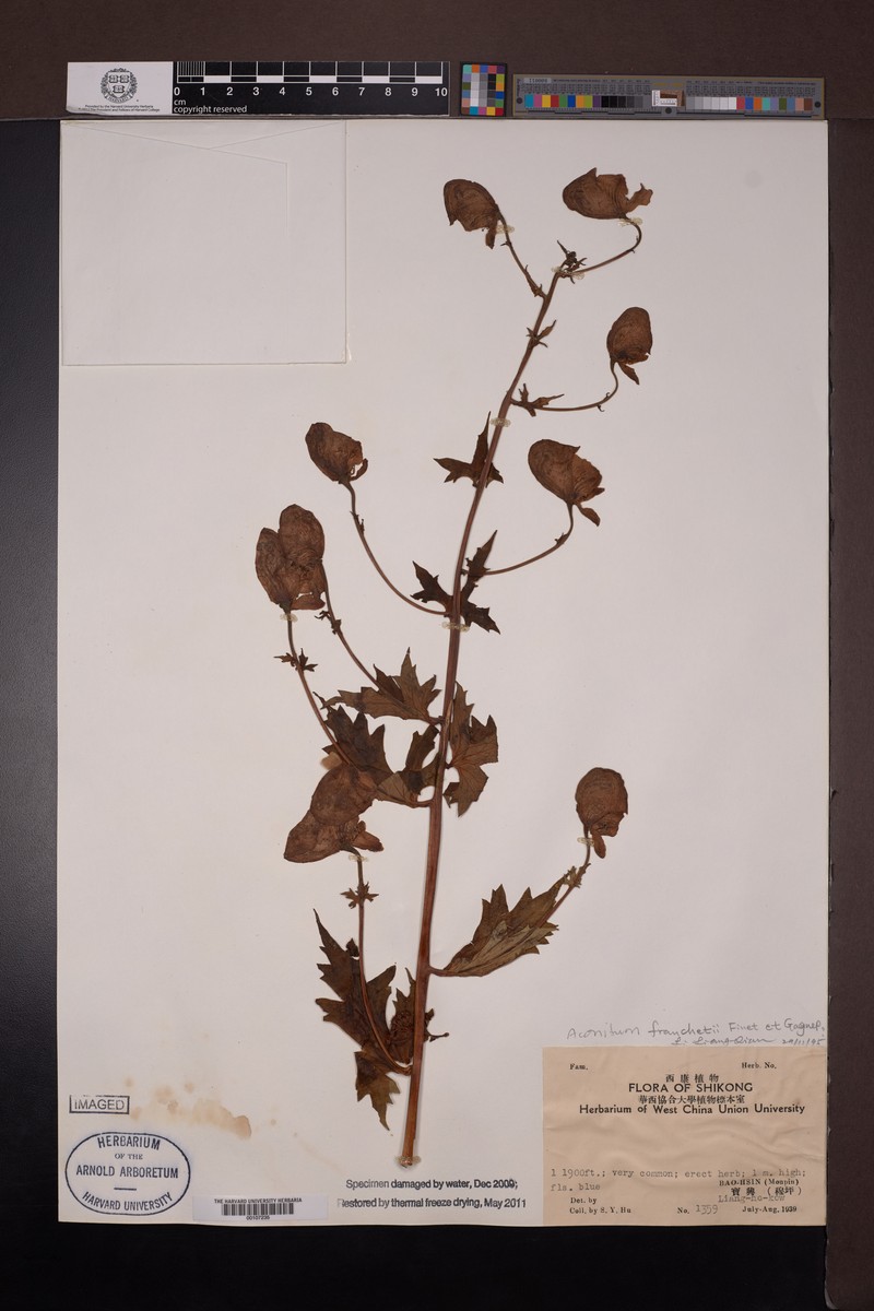 Aconitum franchetii photo 3