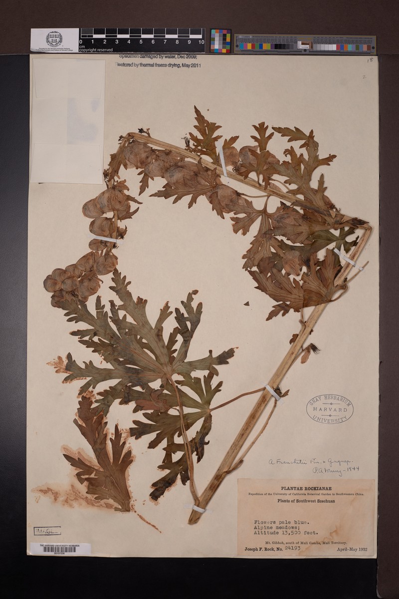 Aconitum franchetii photo 4