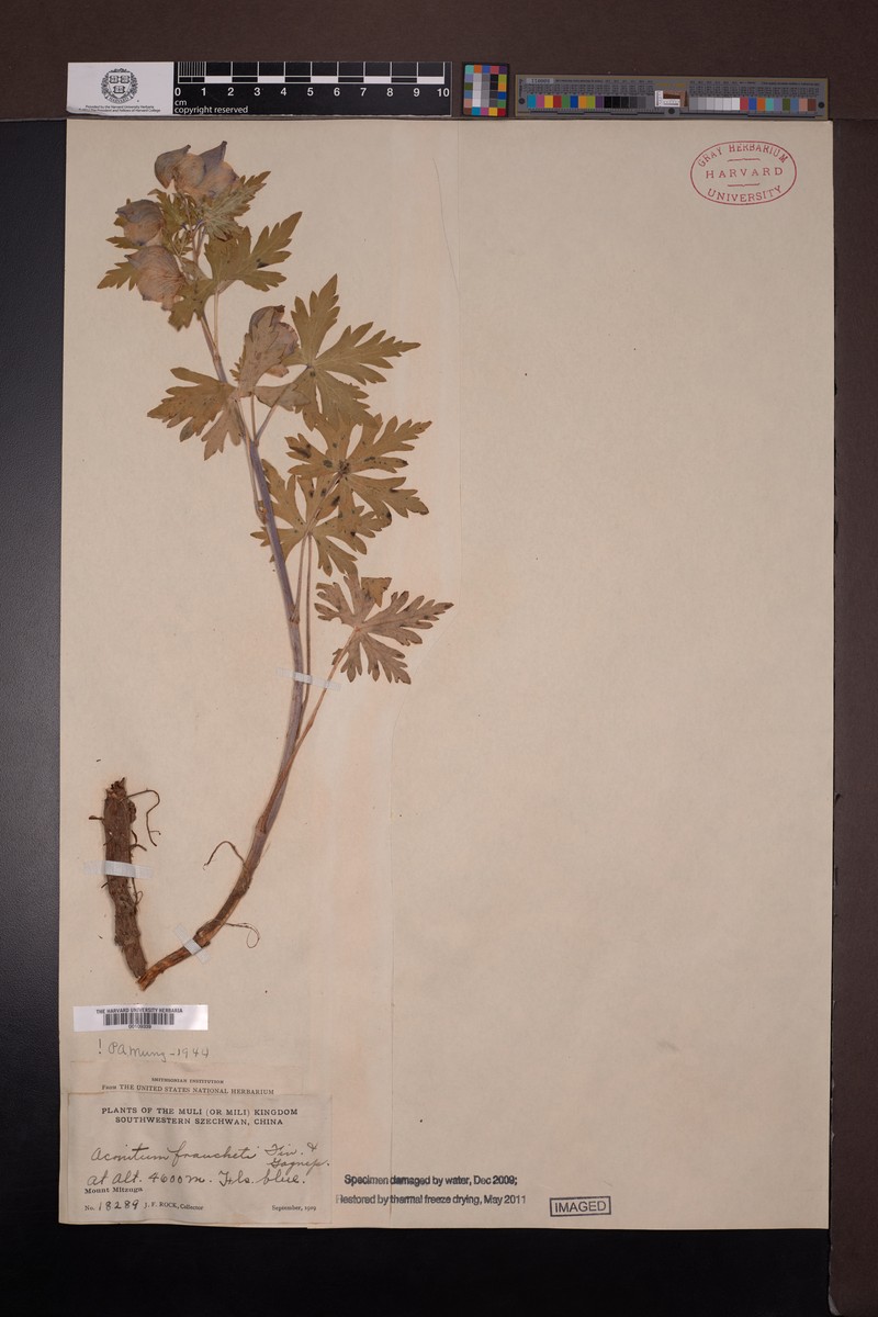 Aconitum franchetii photo 5