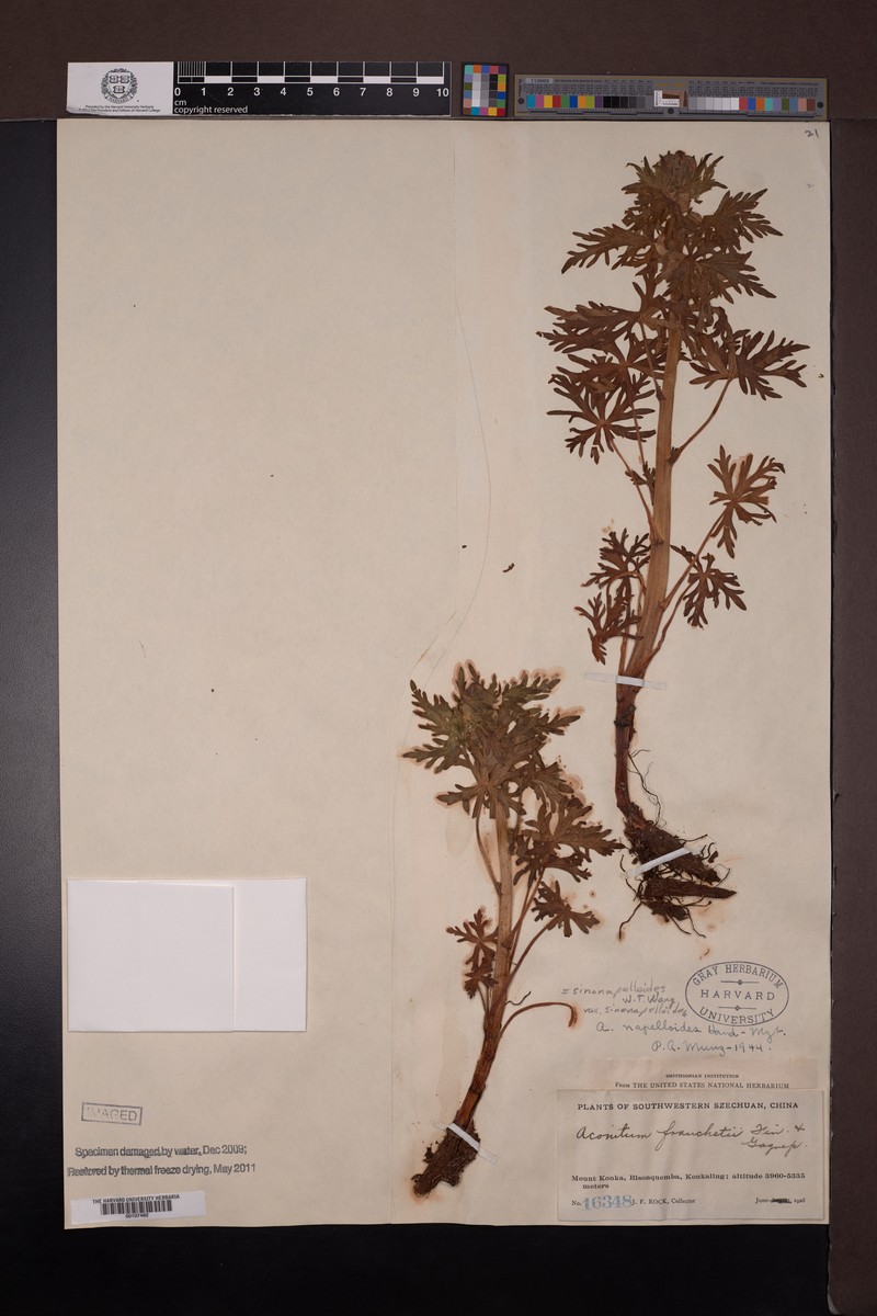 Aconitum franchetii photo 6