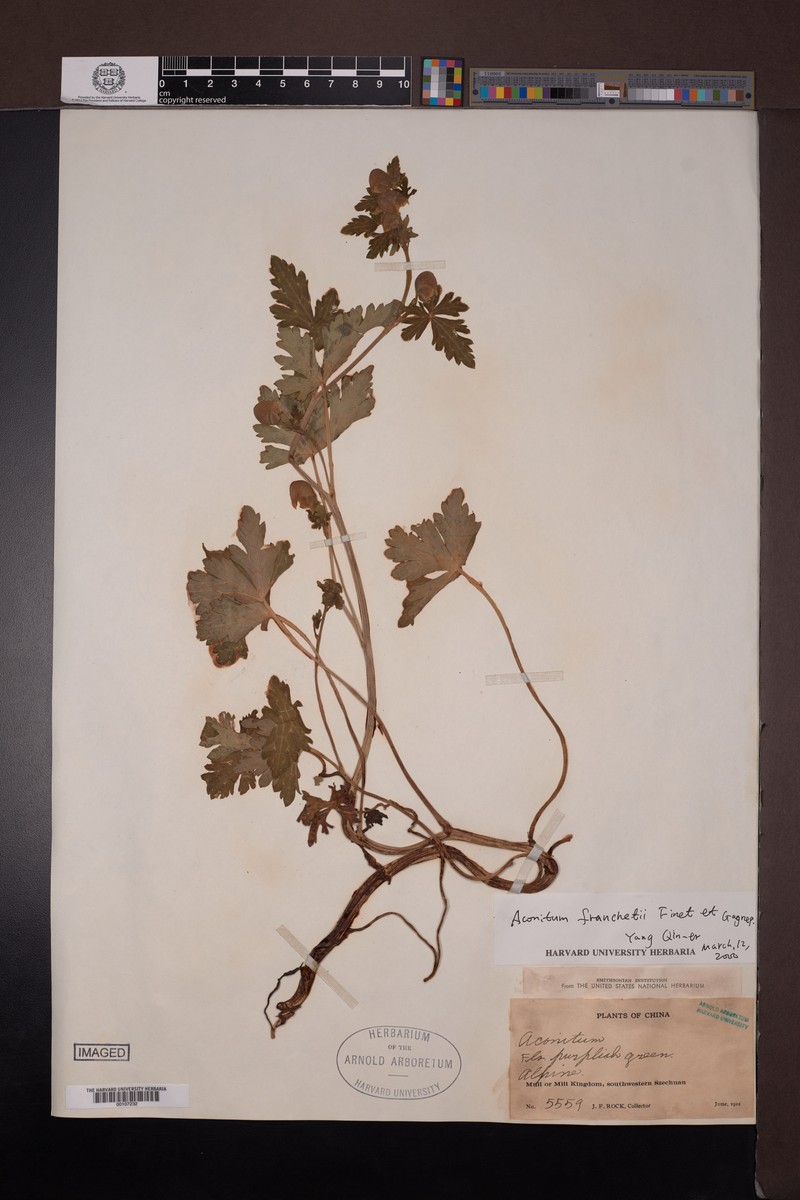 Aconitum franchetii photo 7