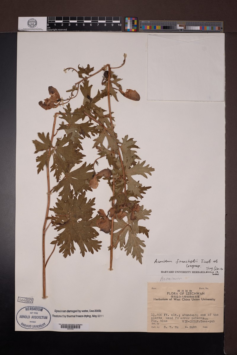 Aconitum franchetii photo 8