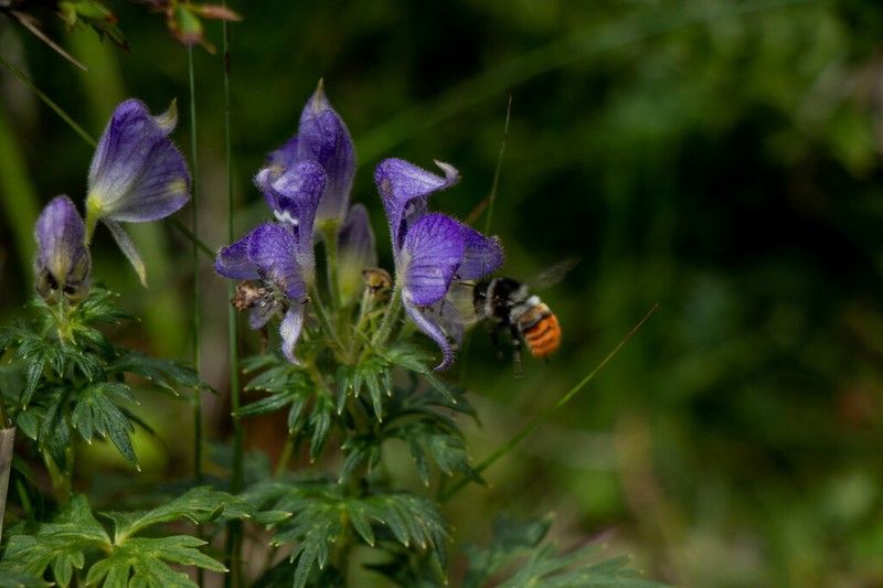 Aconitum fukutomei
