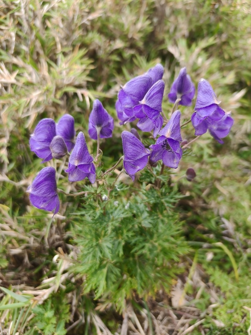 Aconitum fukutomei photo 2