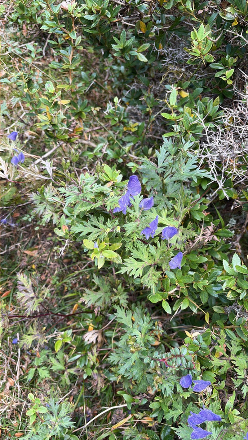 Aconitum fukutomei photo 3