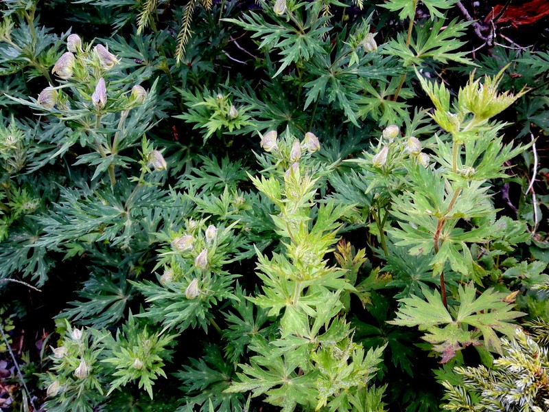 Aconitum fukutomei photo 4