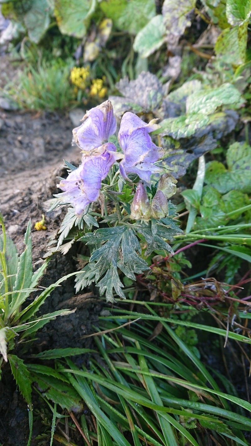Aconitum fukutomei photo 5