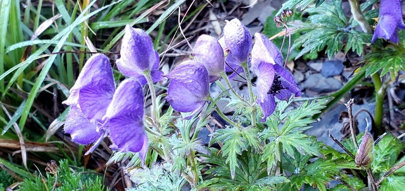 Aconitum fukutomei photo 7