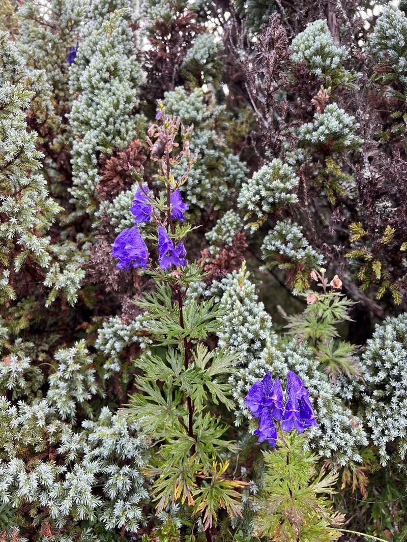 Aconitum fukutomei photo 8