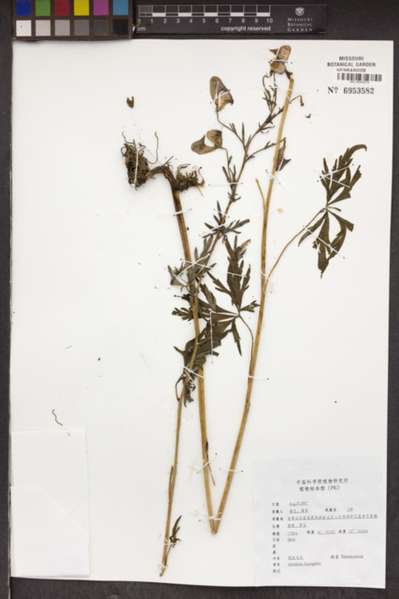 Aconitum fusungense