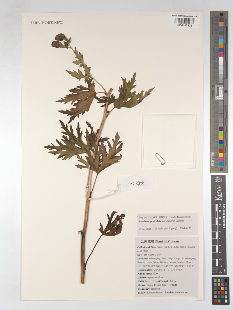Aconitum geniculatum