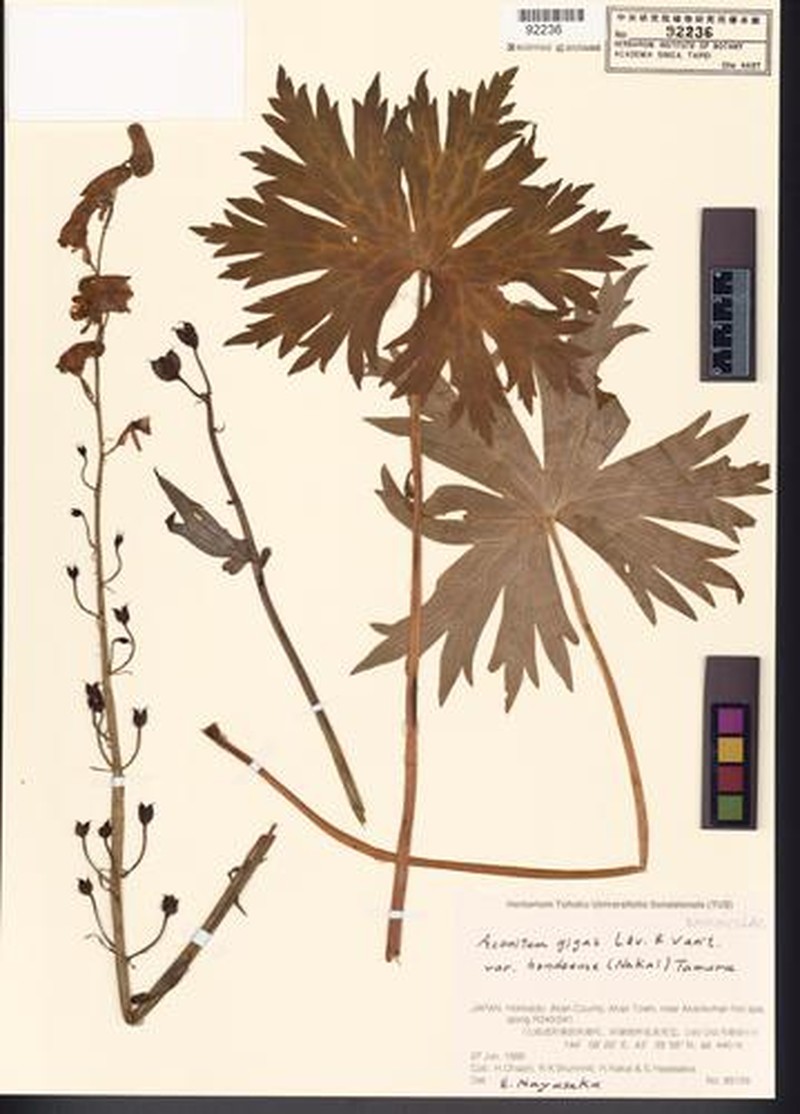 Aconitum gigas